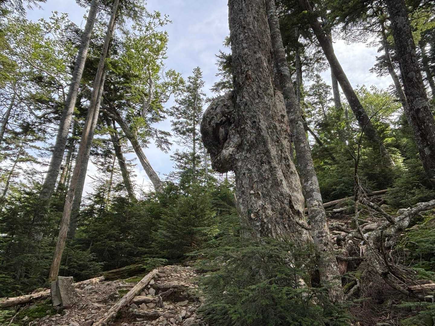 耳の木🌲。
誰かがそう呟いていた。