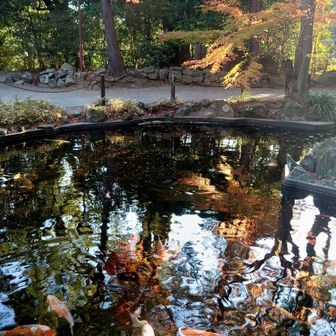 池の鯉と映り込む紅葉と
面白くカラフルに撮れました📸🤩