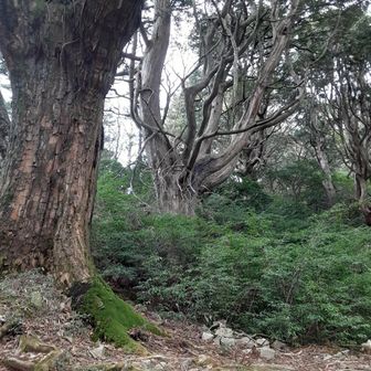 大樹が幾本もあり
神聖な雰囲気です