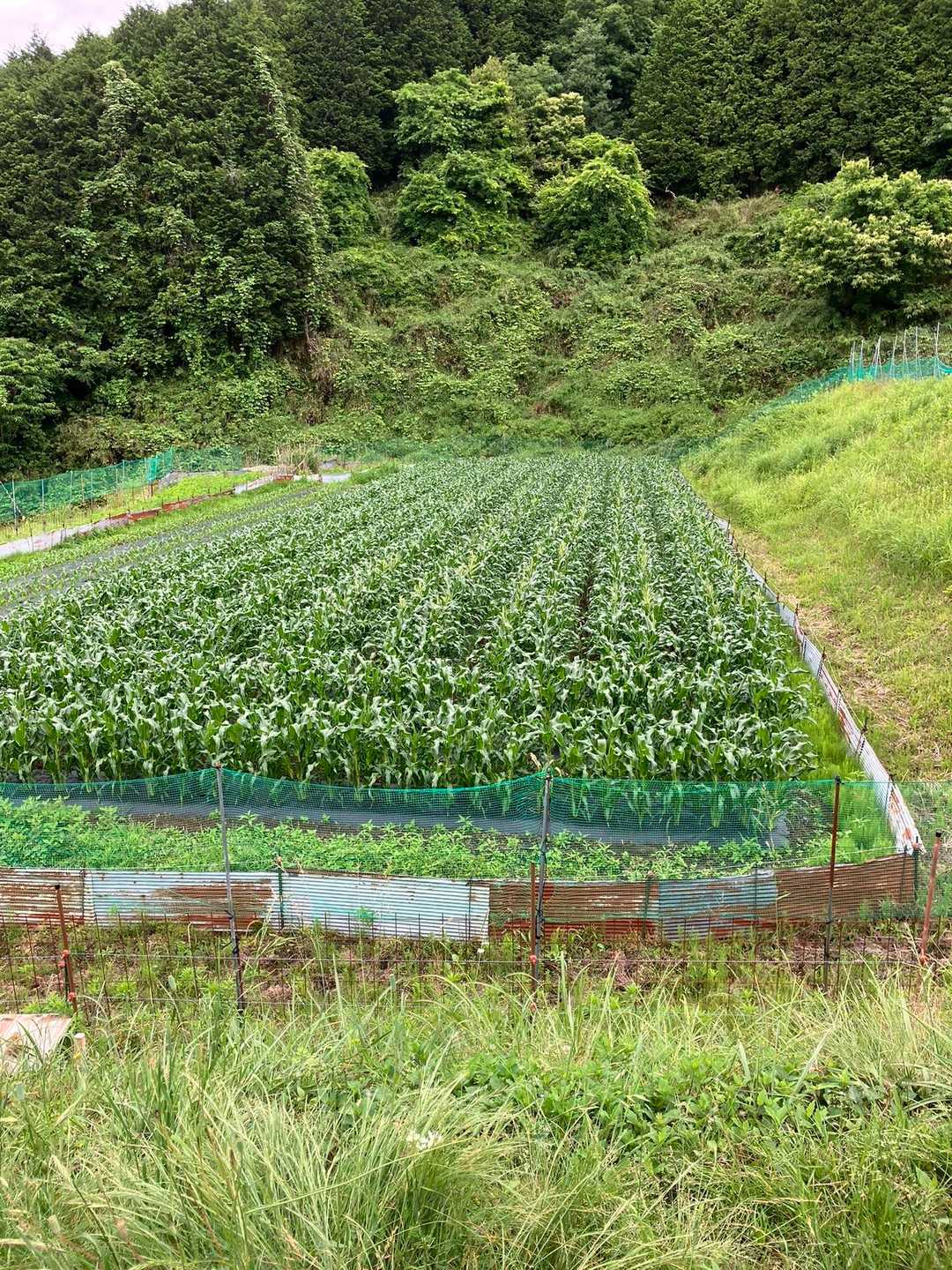 とうもろこし畑🌽
去年、ここの畑の中に🦌が居たんだよ。