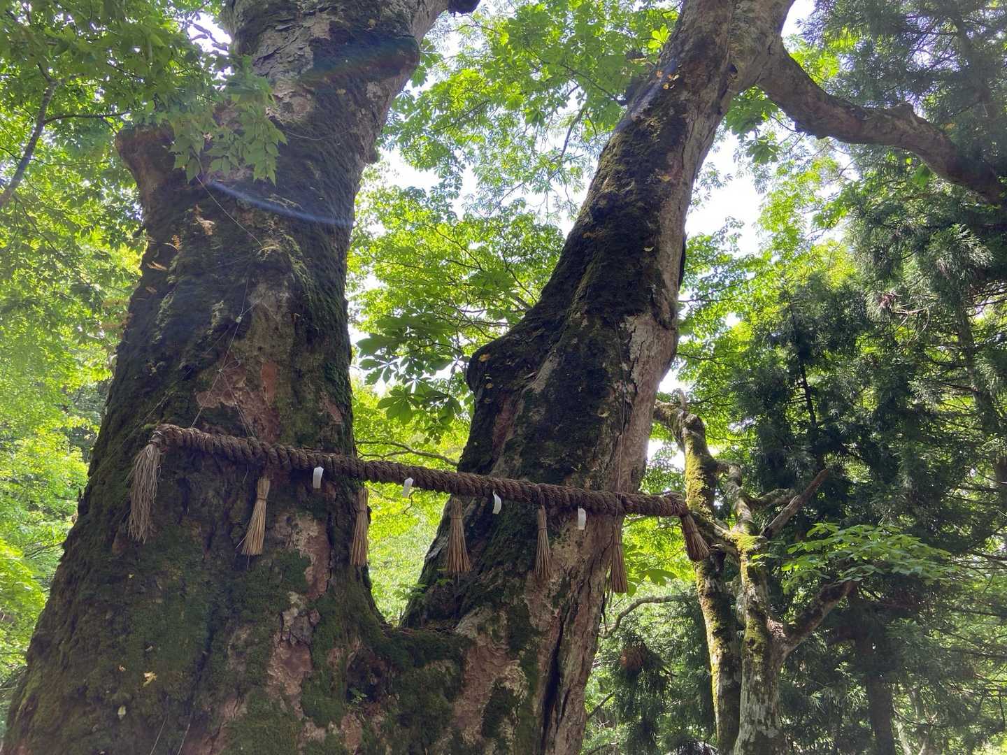 大トチノキ