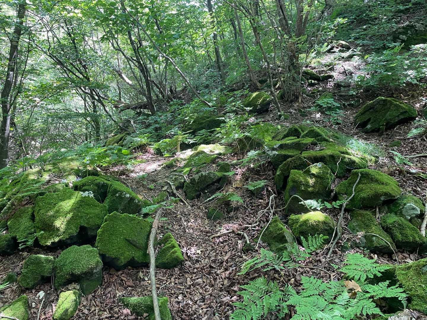 苔の森✨
標高の低い八ヶ岳
