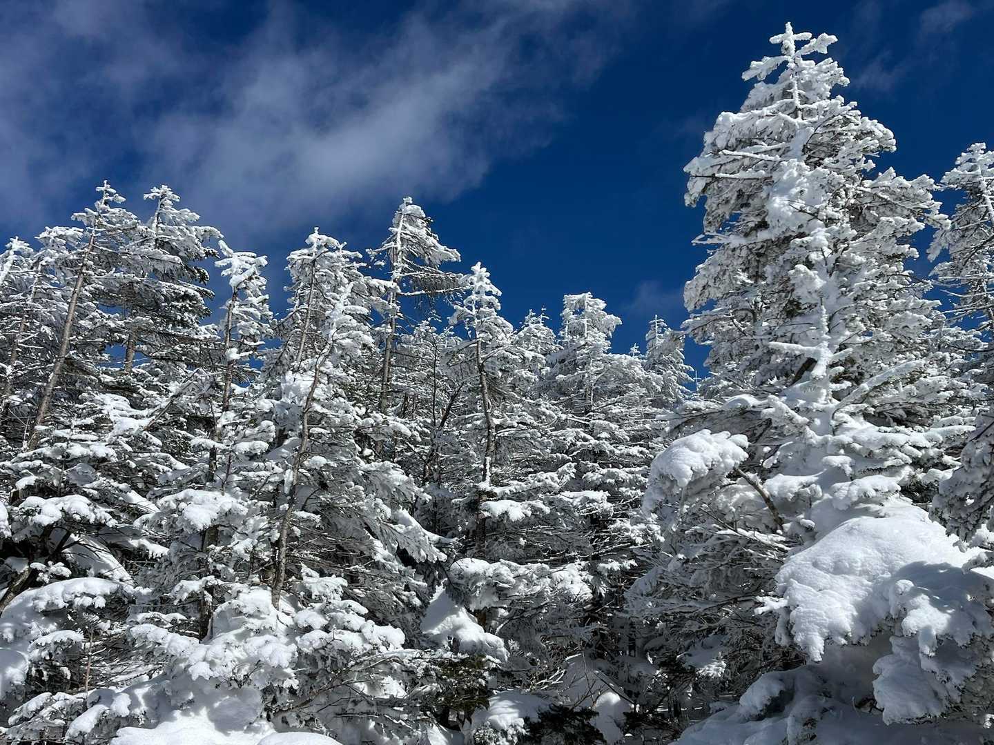 縞枯山・茶臼山周回 | 溶岩台地から、北八ヶ岳の特異な植生を実感しつつ逍遥の写真