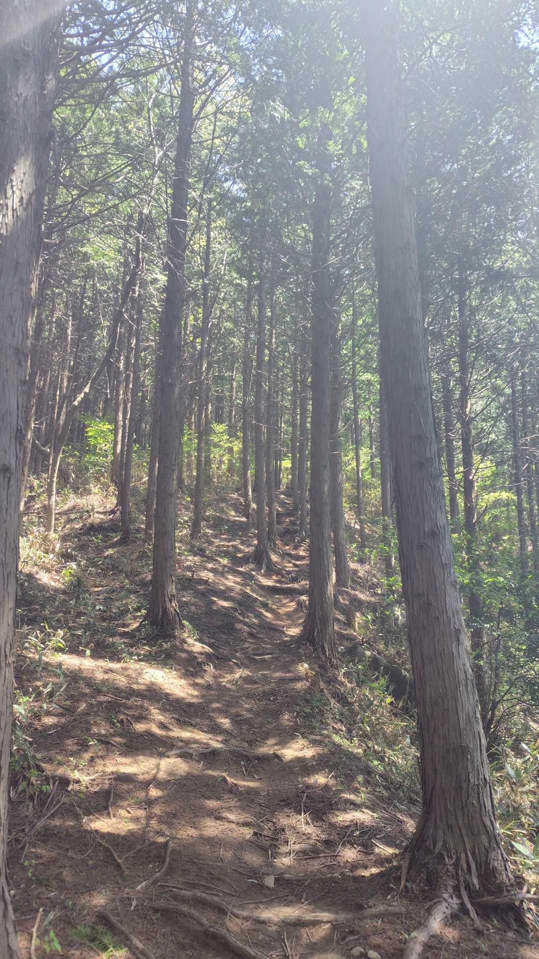 うっすら見覚えがある
登山道を進みます
湿度が低くカラッとしているので
とてもイイ気分🎵