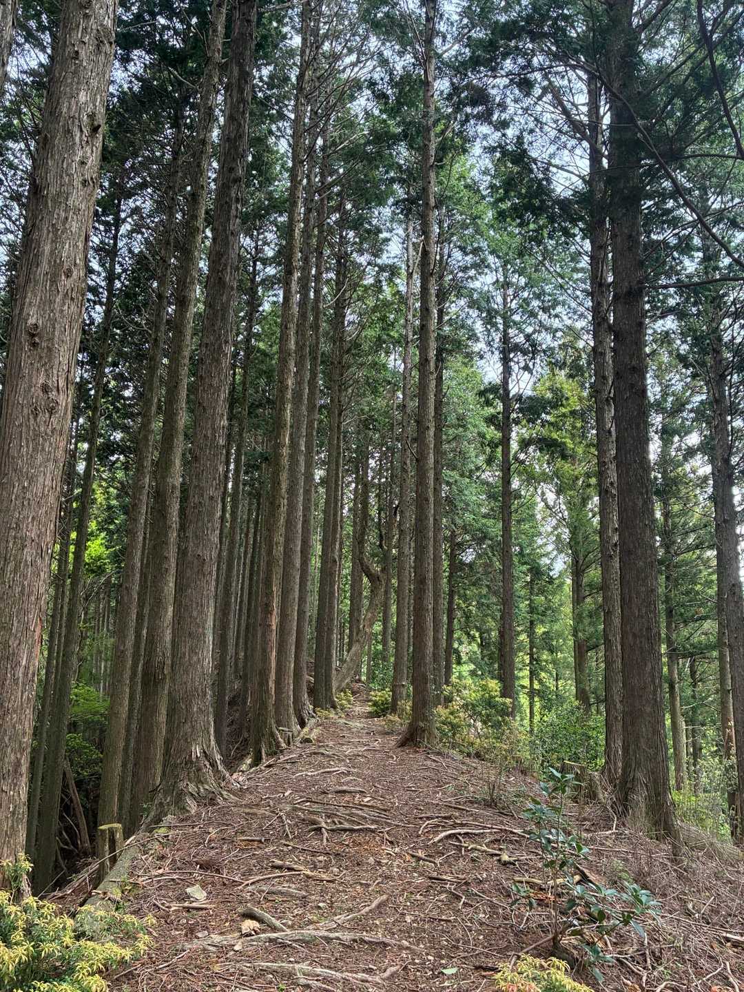 尾根道を辿る