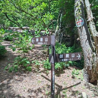 夏山ルートで……