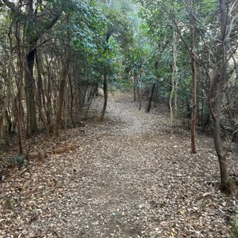 ちゃんと山道っぽいぞ😆✨
