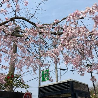 下山後の桜が一番良かったり😅