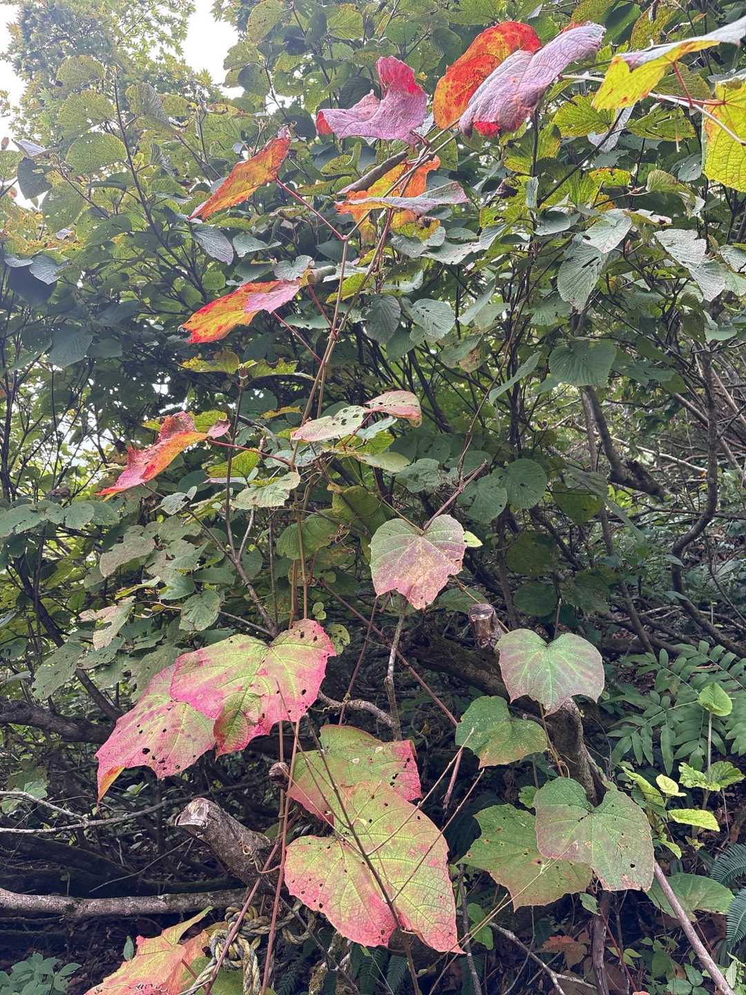 避難小屋を過ぎ、やまびこルートと合流。山頂へあと少し。