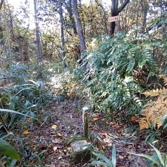 ７座目、シャシャ木山に登頂 ＼(^o^)／
三角点が有りました。が、ここも、
眺望は木々に囲まれて、残念 (-_-)