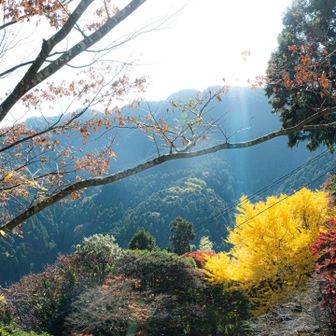 駐車場、金色に輝いています✨
行ってみよう🚶