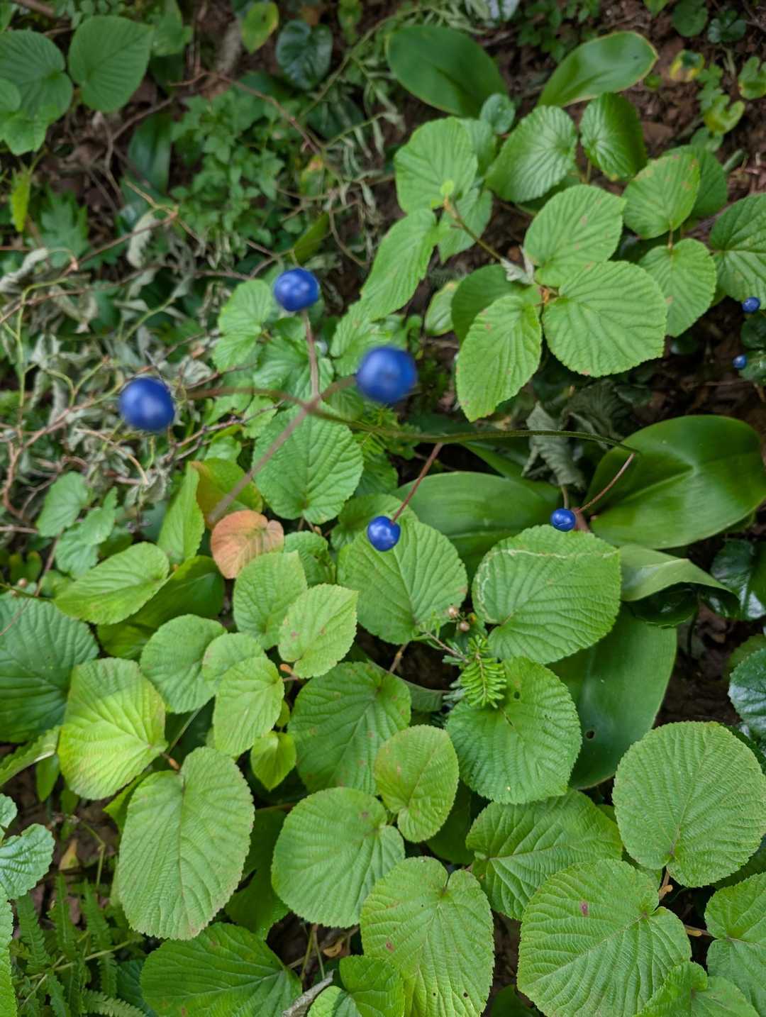 五輪の森の中で見つけたツバメオモトの青🔵