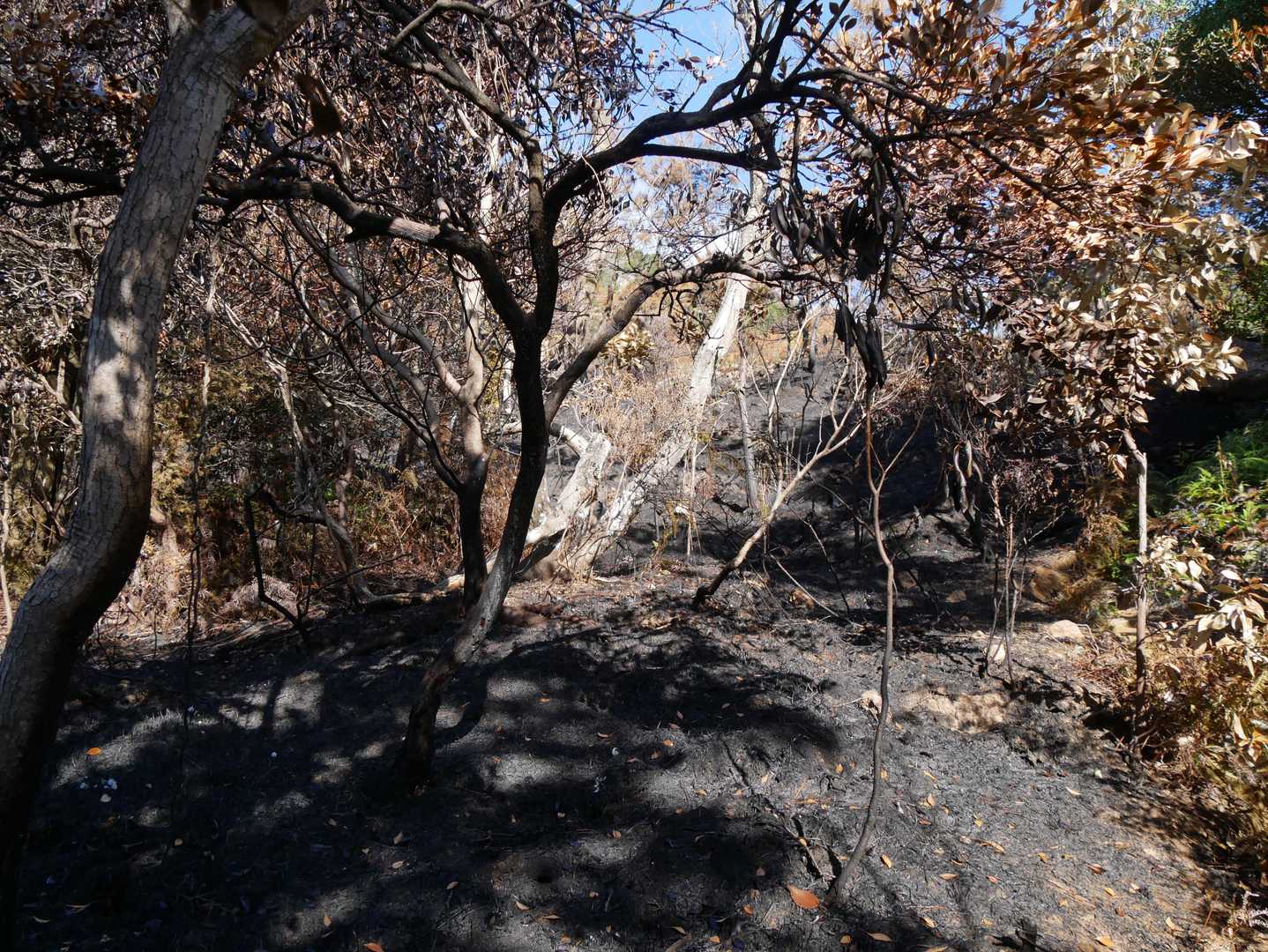火の山直登コースから登るとすぐにこの惨状