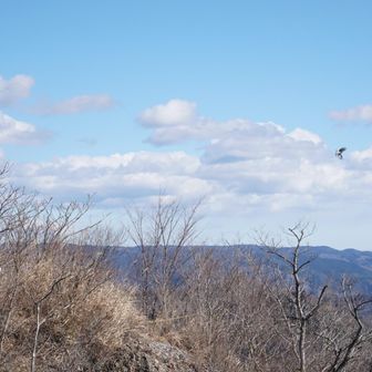 ヒヨドリがしばらく鳴いて舞っていました