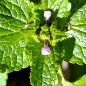 このシソ科は・・・?