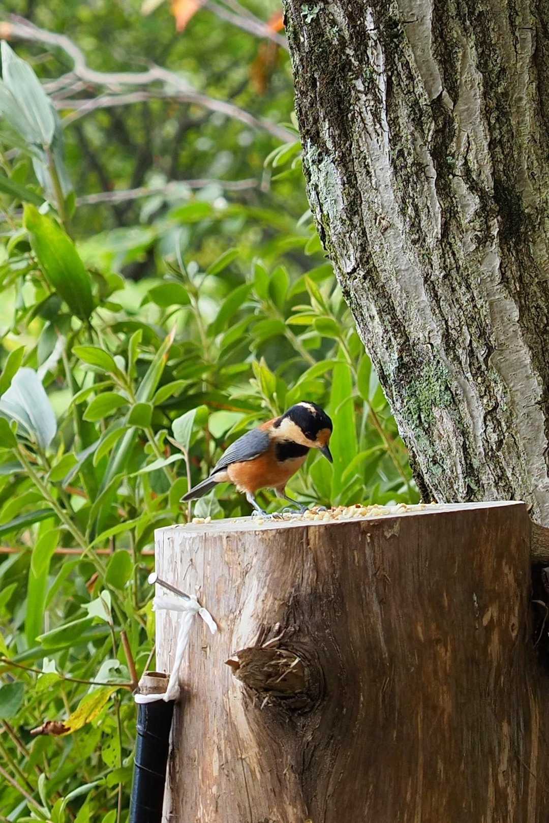 初めての二上山（雌岳〜雄岳）・鳶塚 / らくさんの金剛山・二上山