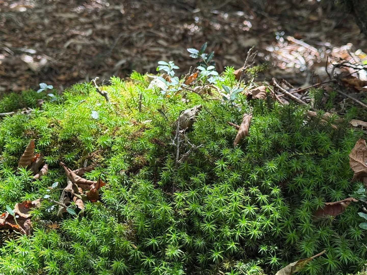 苔が光って綺麗だったから… 
写真では伝わらないです🤭