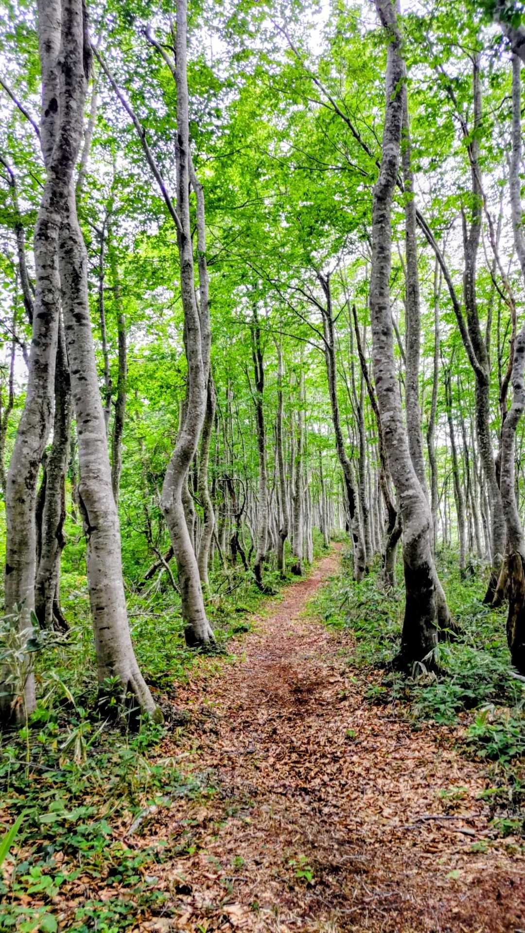 あとは、ブナの新緑🌳見ながら降るだけ。
途中に新しそうな熊の糞あった💩