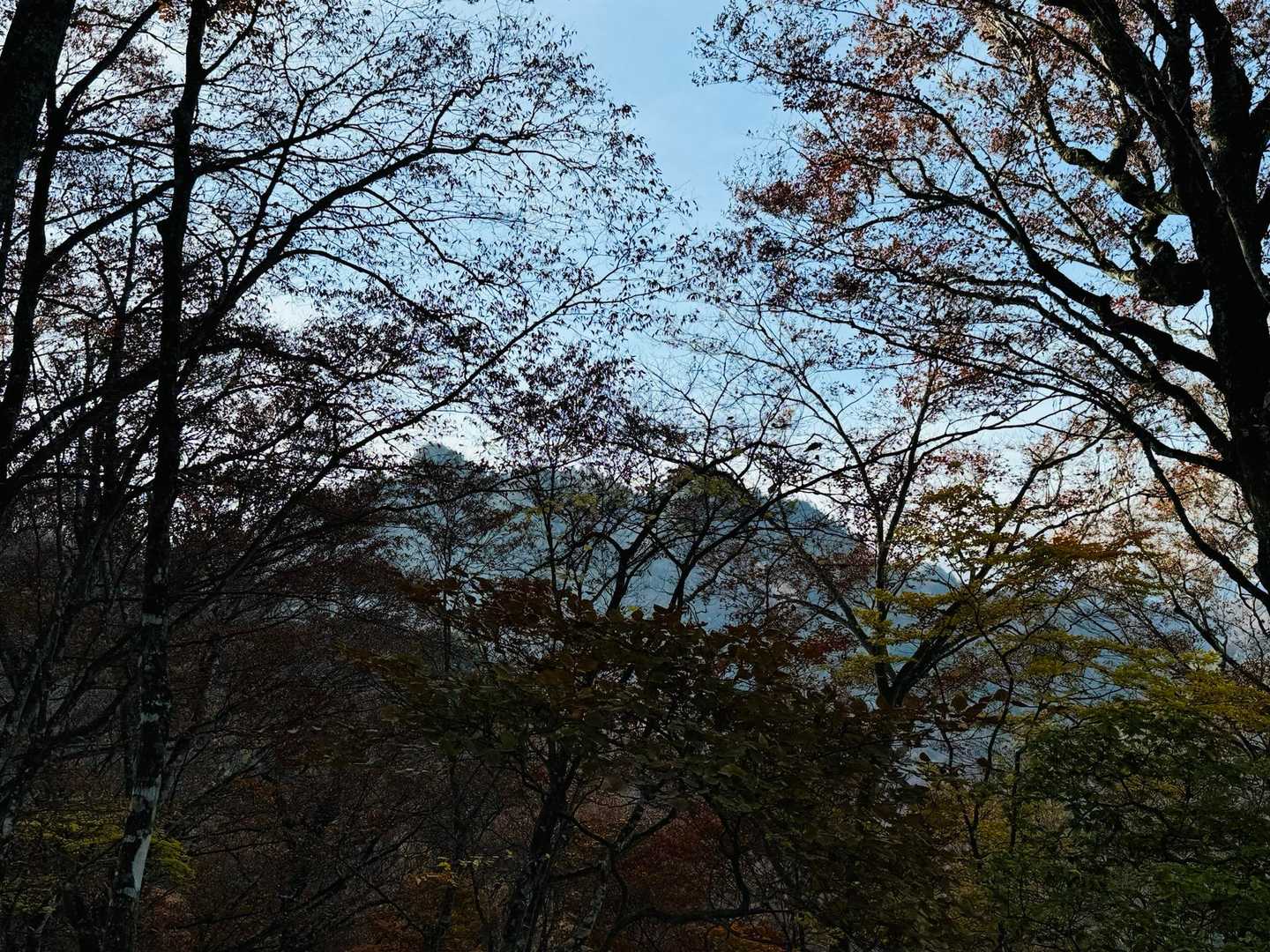 あれがヤツウチグラ！