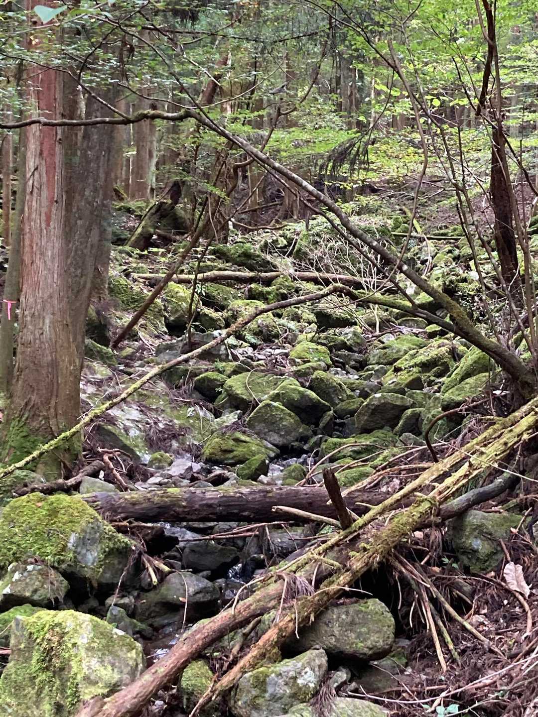 苔むした岩もきれいだけれど倒木や落ちた枝も多い