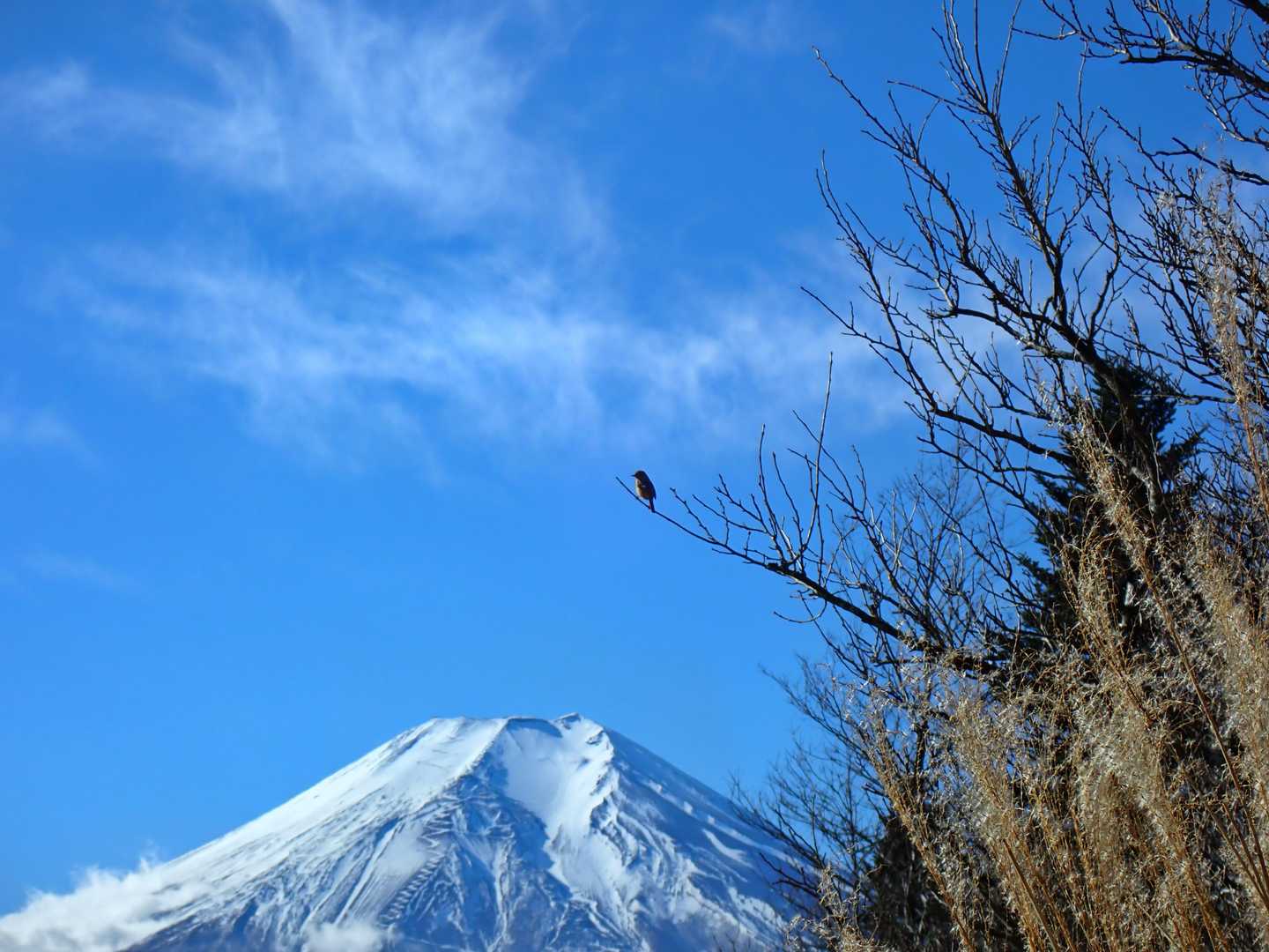 鳥居地峠-高座山-大権首峠-杓子山-鹿留山 往復コースの写真