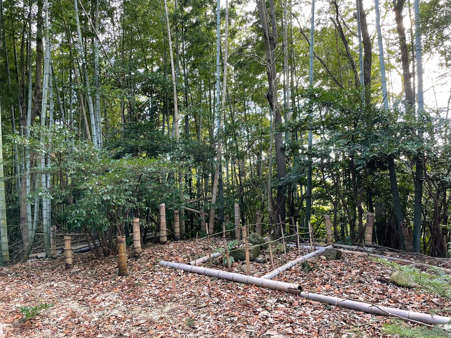 竹林の中にいた大きな猪と目が合いました。
驚いて思わず「わぁー！！」と声が出たら、向こうもとても慌てた様子で立ち去ってくれました。私より重そうな猪だったので、体当たりされたら吹っ飛びそうでした。ここの主かもしれないし、お邪魔してしまってびっくりさせてしまって申し訳ない気持ちになりました。