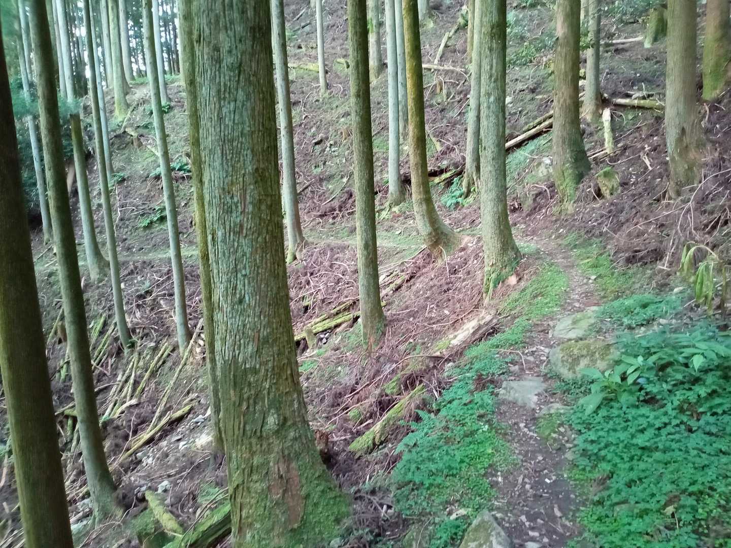 杉林の道
