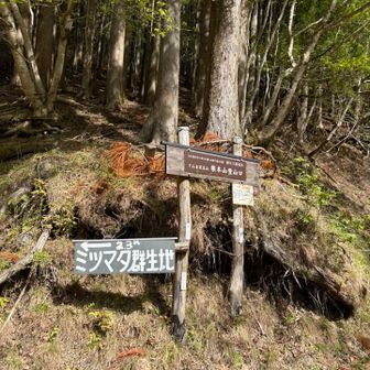 駐車場🅿️すぐの分岐
ミツマタは行かないよ💦