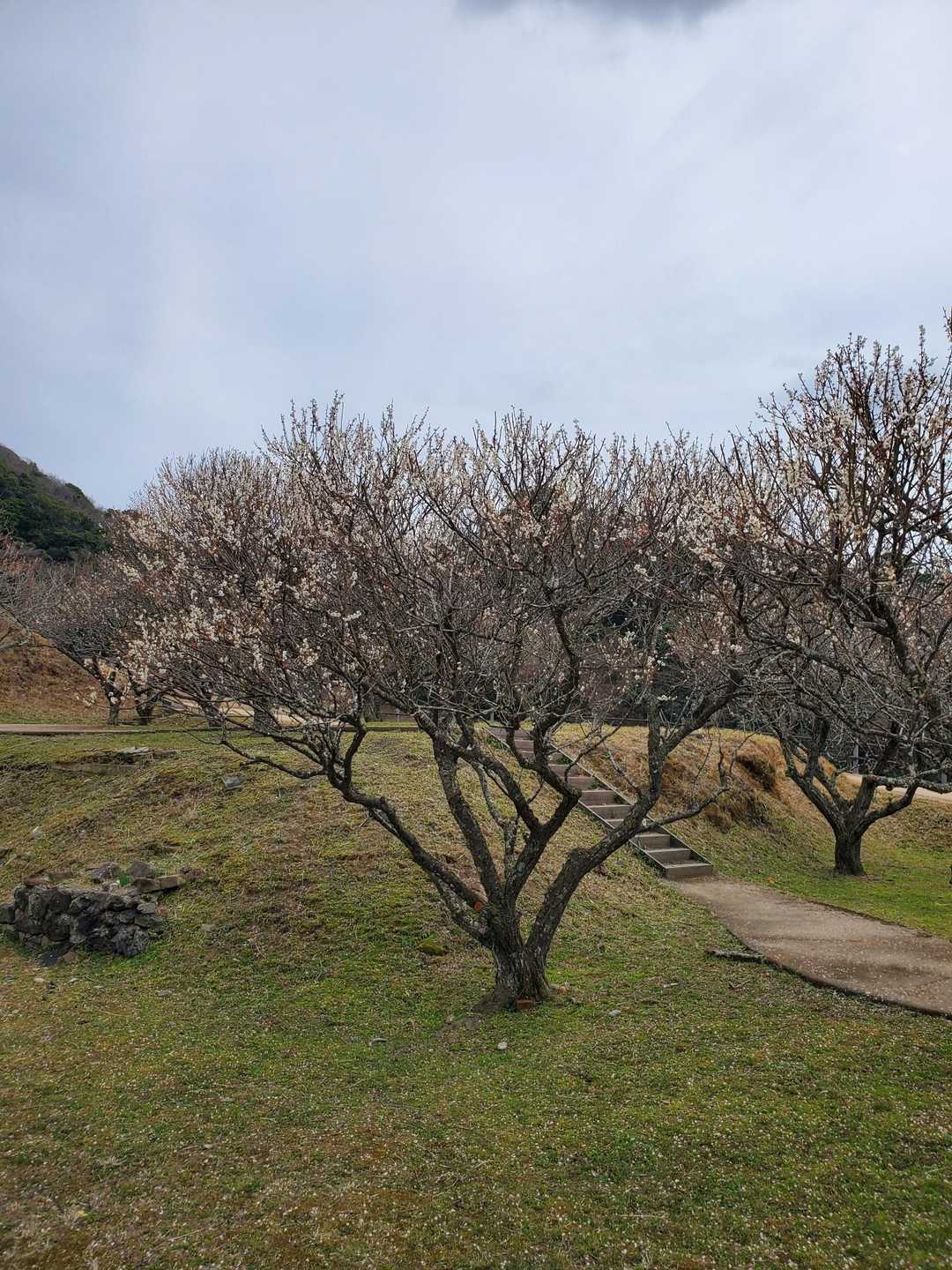 山小屋をあとにし、梅林まで戻ってきた～
梅の木はどれも立派だったので、満開は綺麗だったはず。