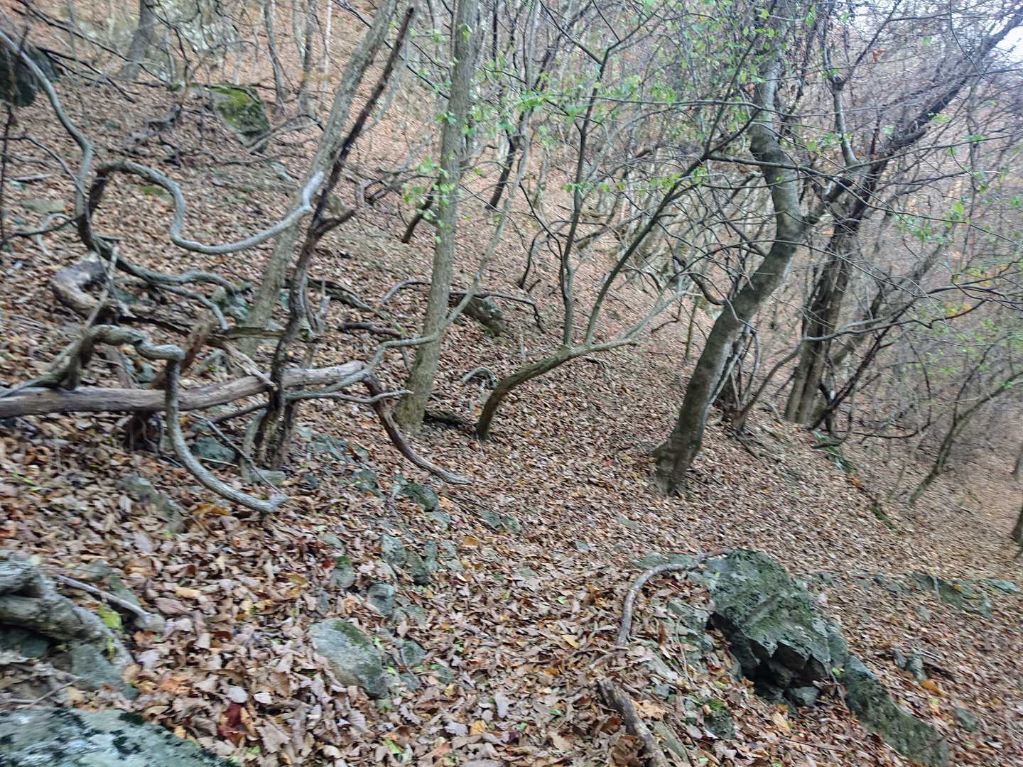 下りの落ち葉道🍂〜
「滑りやすいから気をつけてね🖐️」と、声をかけた私が滑ってコケた😂