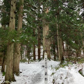 天然記念物、樹齢一千年以上の爺杉🌲