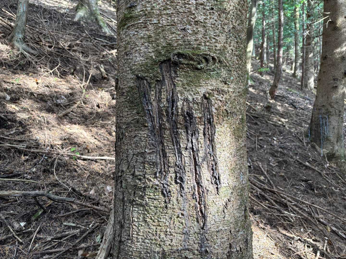 そしてツキノワグマの爪痕発見。古めでしたが、かなりの大きさ。ぞわ〜😨