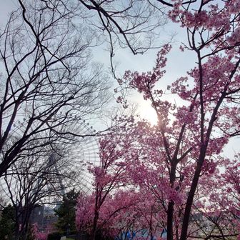 ソメイヨシノはまだこれからといった感じでした。