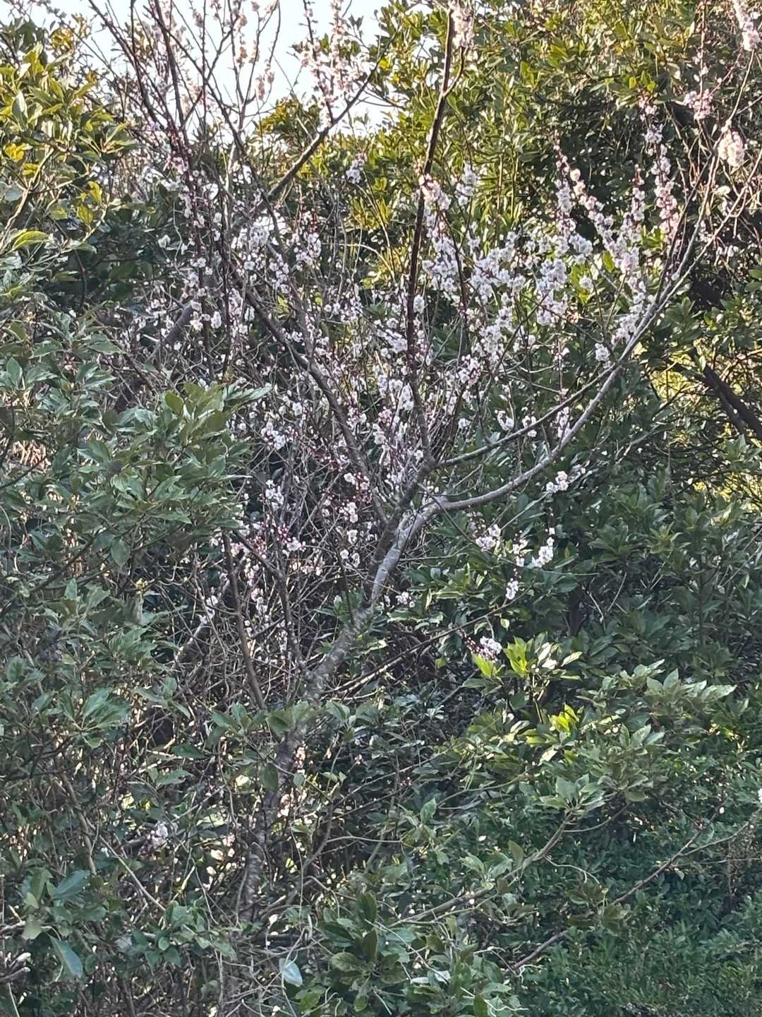 展望台からの🌸