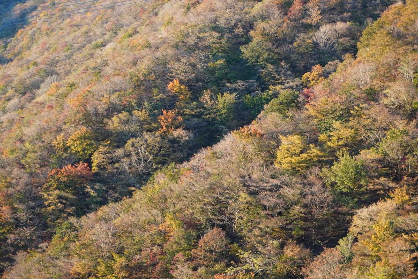 紅葉に見える所がイイ感じ〜😄