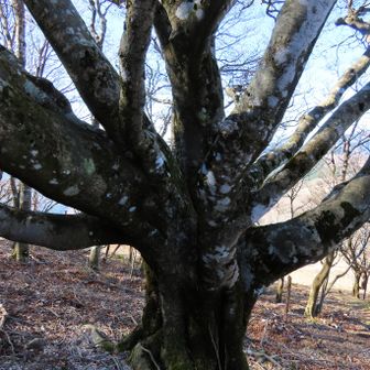 大ブナが出て来たら、もう山頂はすぐですが・・・
足よ、ガンバレ！