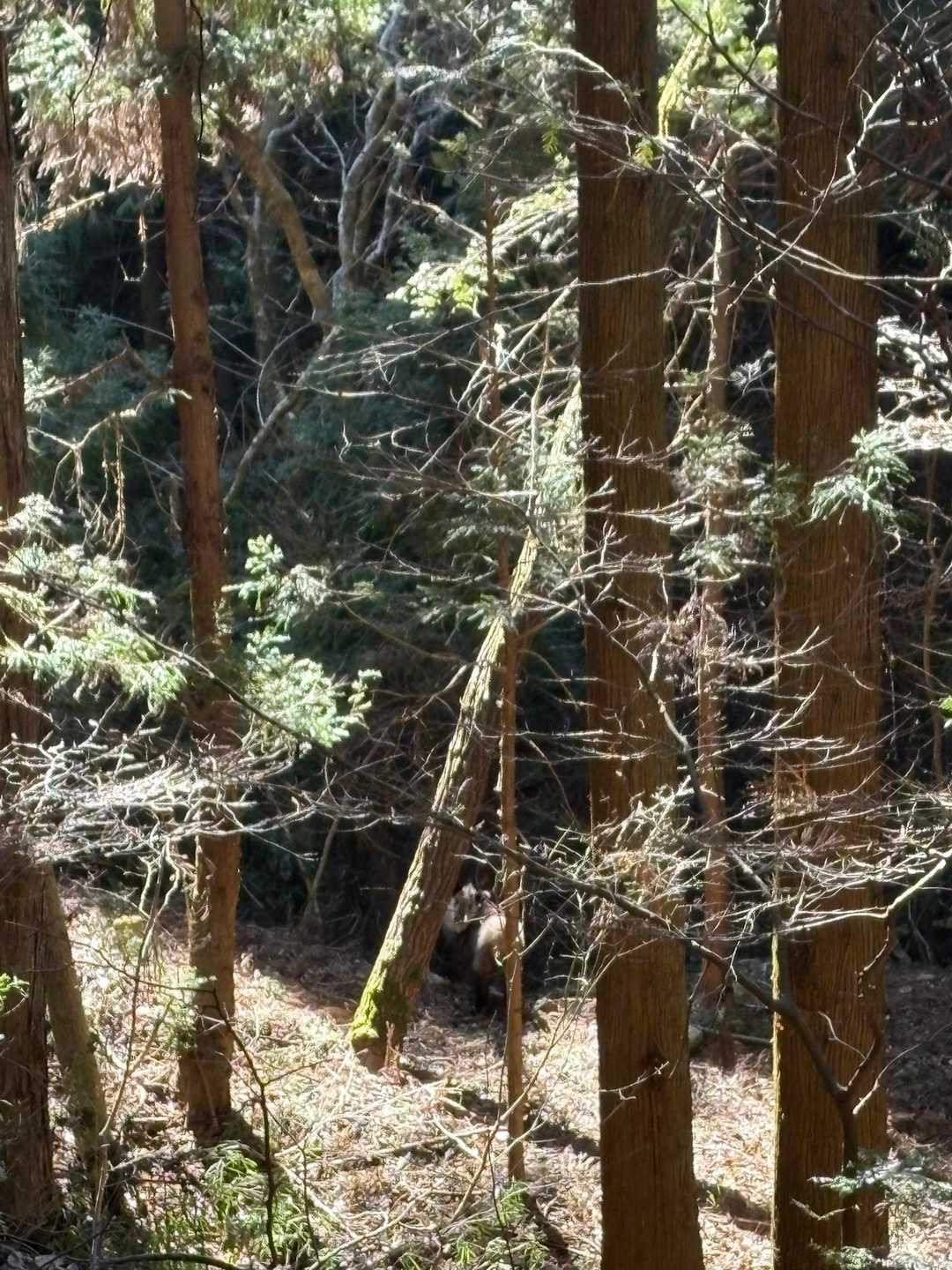 突然目の前にカモシカさん！
登山道を横切るつもりだったのかな
顔を見合わせて静止
少し動いたらあっという間に下へ
初めてお会いしました✨
驚かせてごめんね
ドキドキしながらもお写真撮らせていただきました