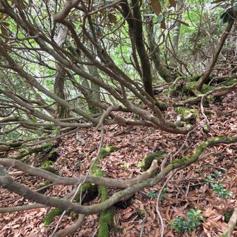 頂上手前の急坂
石楠花が…何処登るのか？🤨