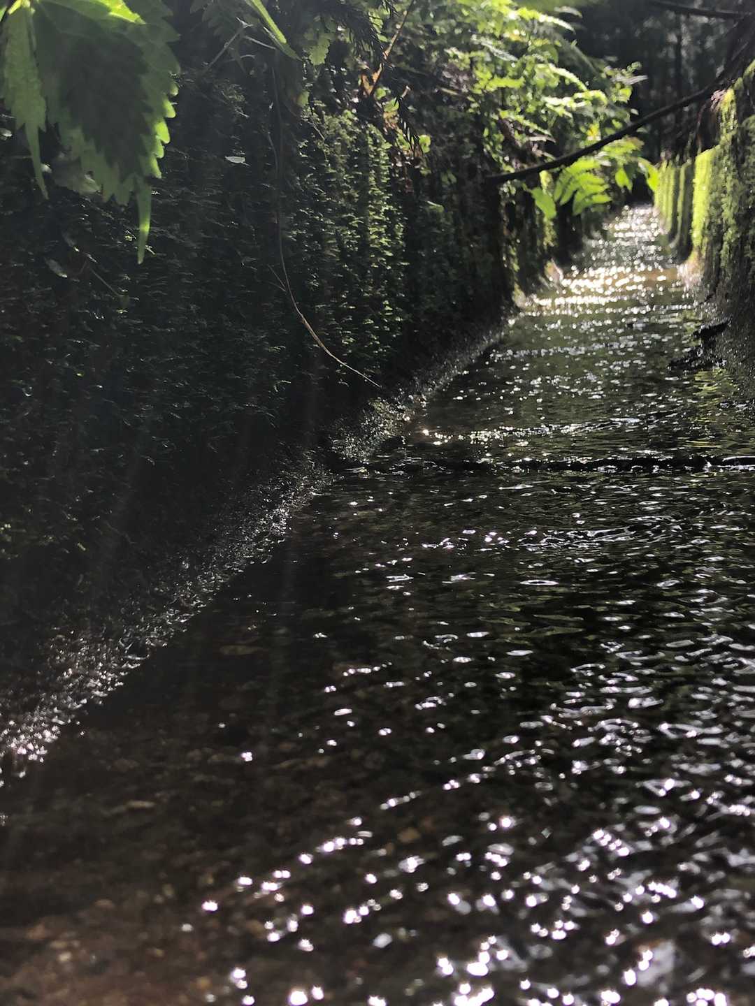 水路を撮ってみた