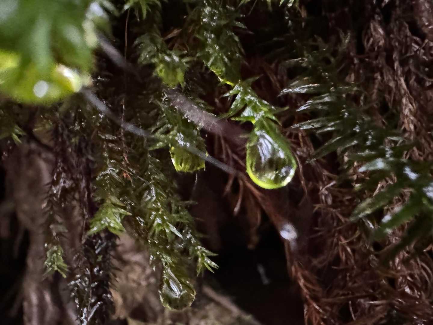 水滴がなかなかいいです💧