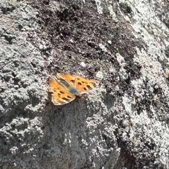 また違うチョウも👀【原山山頂で】