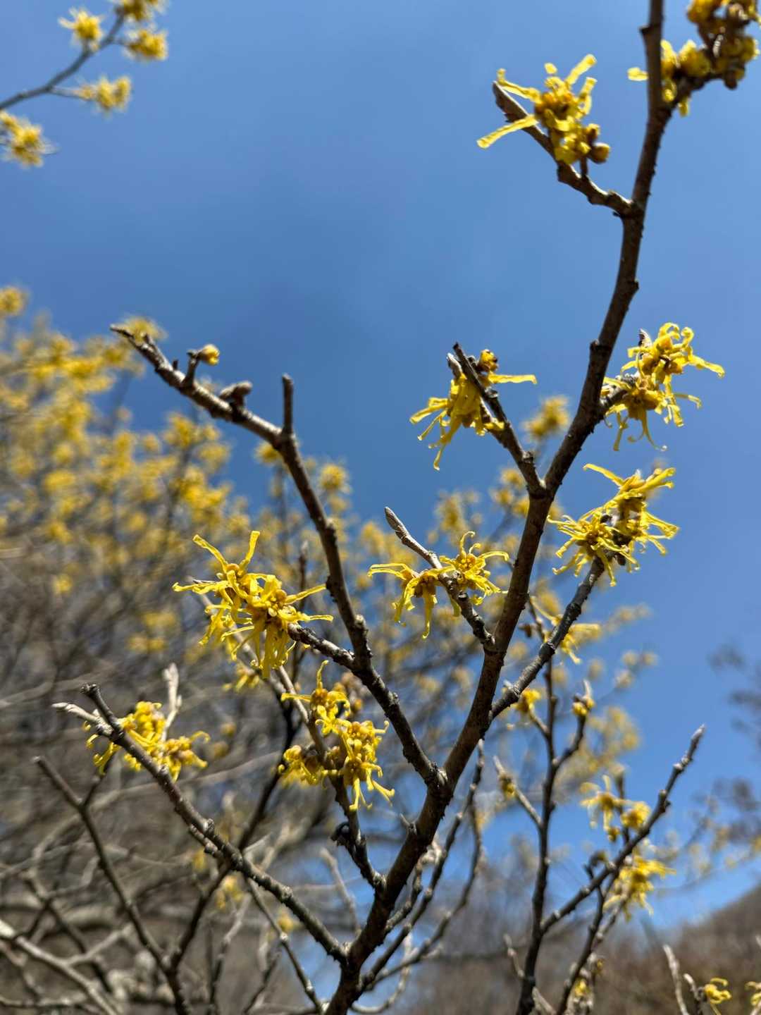 マンサクを見に大好きなくじゅうへ🌳🟡 そしてくじゅう納め
