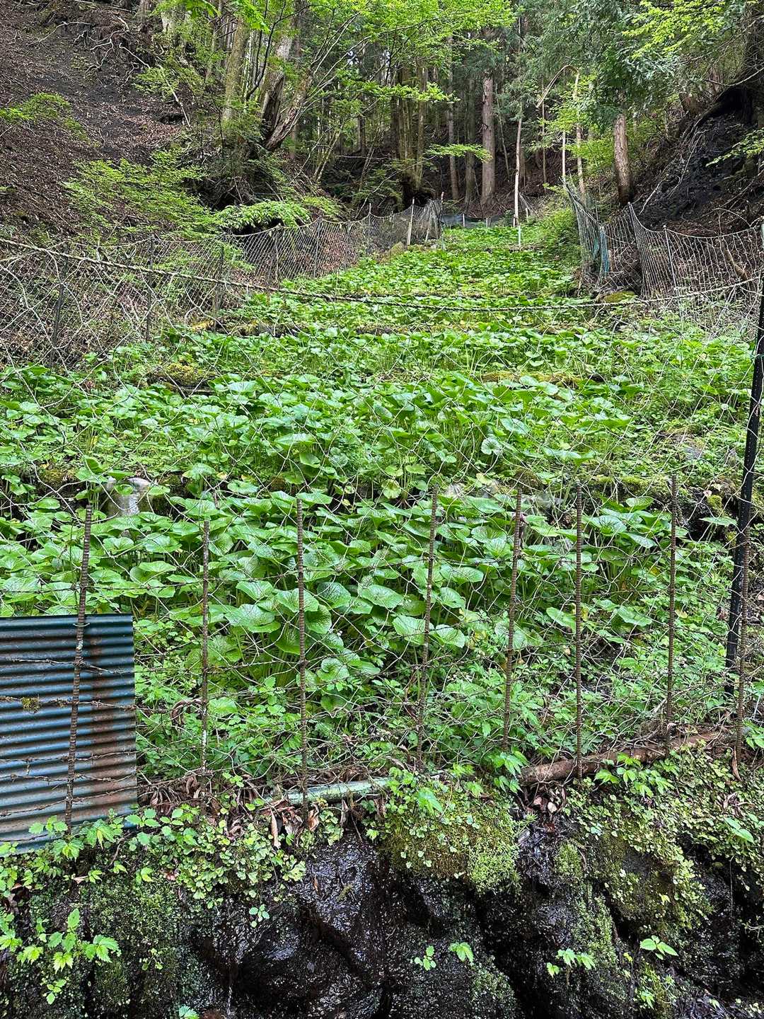 わさび田を見ながら歩き始める