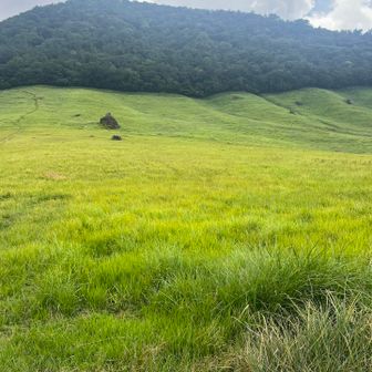 牧場用の草みたい。
🌱広大だねぇ😊