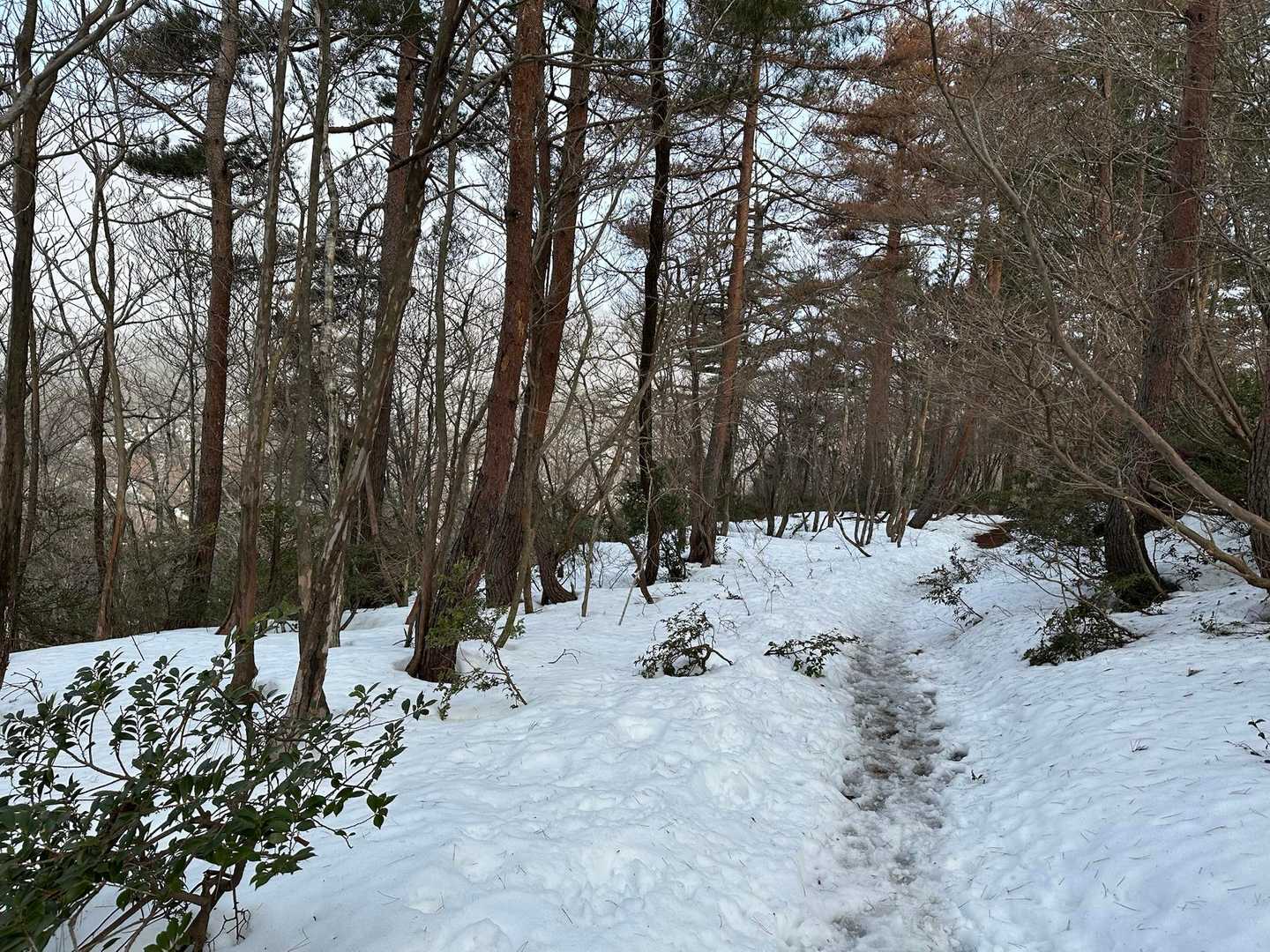 途中から雪❄️