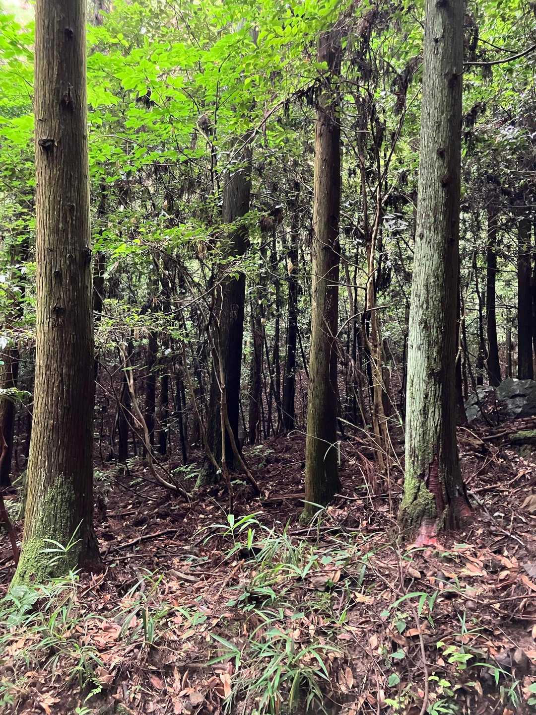 湿度も高く 藪蚊🦟が多いのは 我慢するしかありませんね…😅