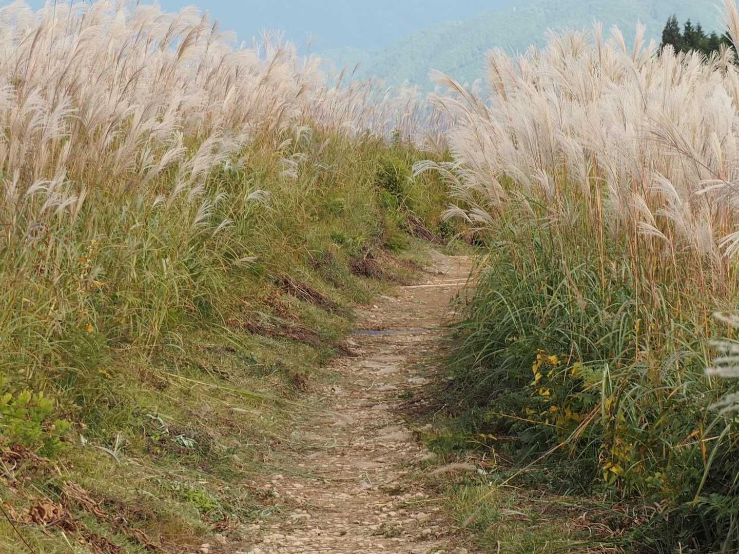 背丈より伸びてる、🌾