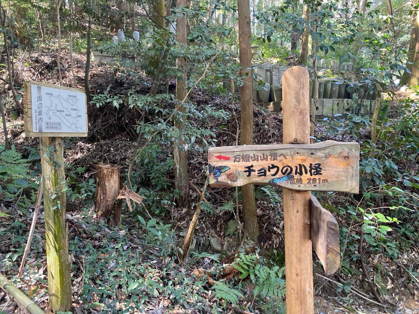 チョウの小径
苔が綺麗でした