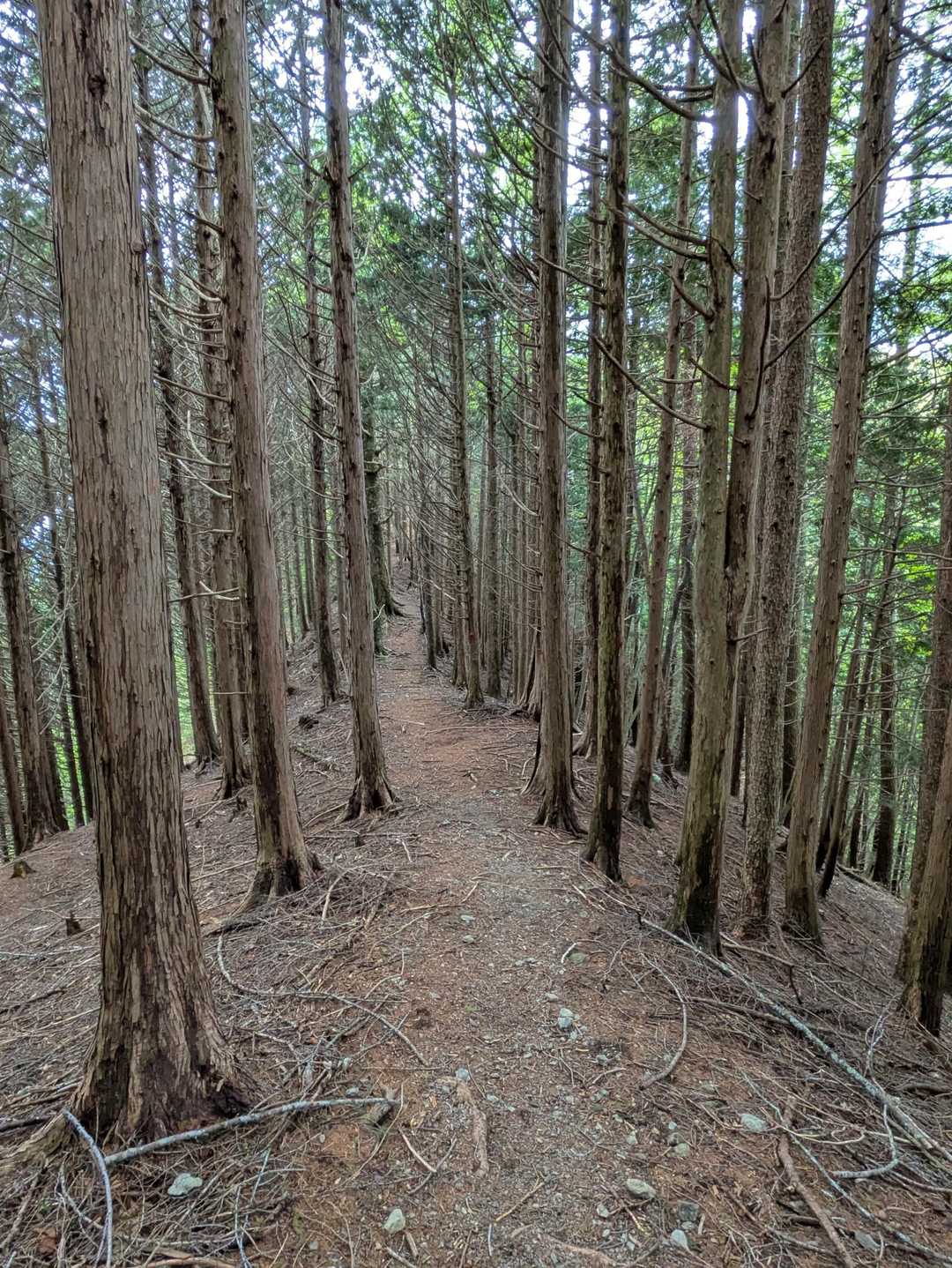 沢口山（寸又峡）の写真