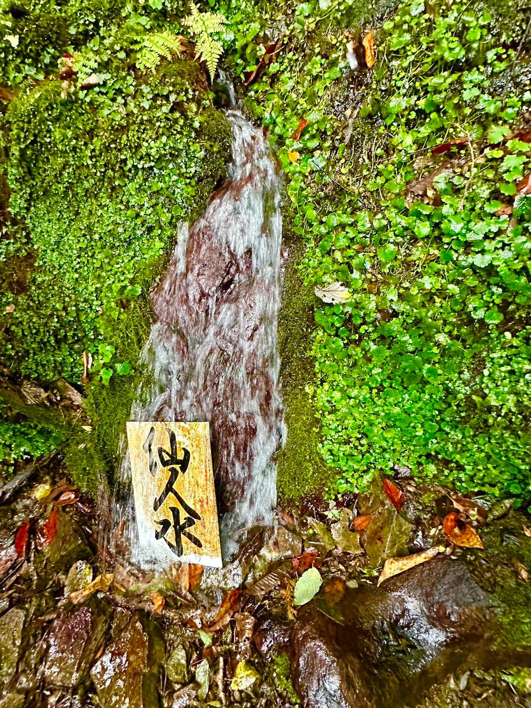仙人水💧飲めるみたいです